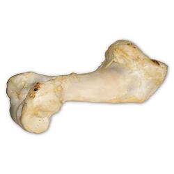 Hovězí kost bílá - extrudovaná 1 ks/36 cm