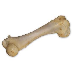 Vepřová kost bílá - extrudovaná 1 ks/17 cm