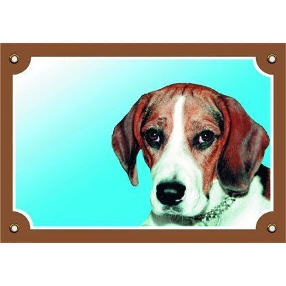 Barevná cedulka Pozor pes, Beagle