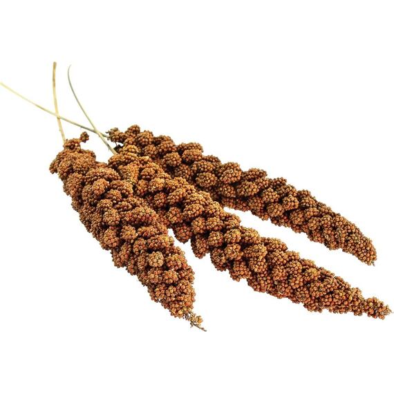 Senegalské proso v klasu 100 g - AVICENTRA