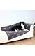 PHO_PRO_DOG_37185-1.jpg