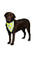 PHO_PRO_DOG_CLIP_30123-1.jpg