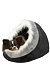 PHO_PRO_DOG_CLIP_36304-1.jpg